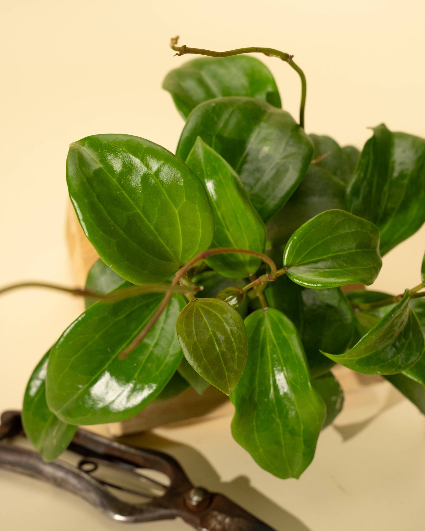 4" Hoya 'Quinquenervia'