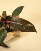 4" Philodendron 'Pink Princess'
