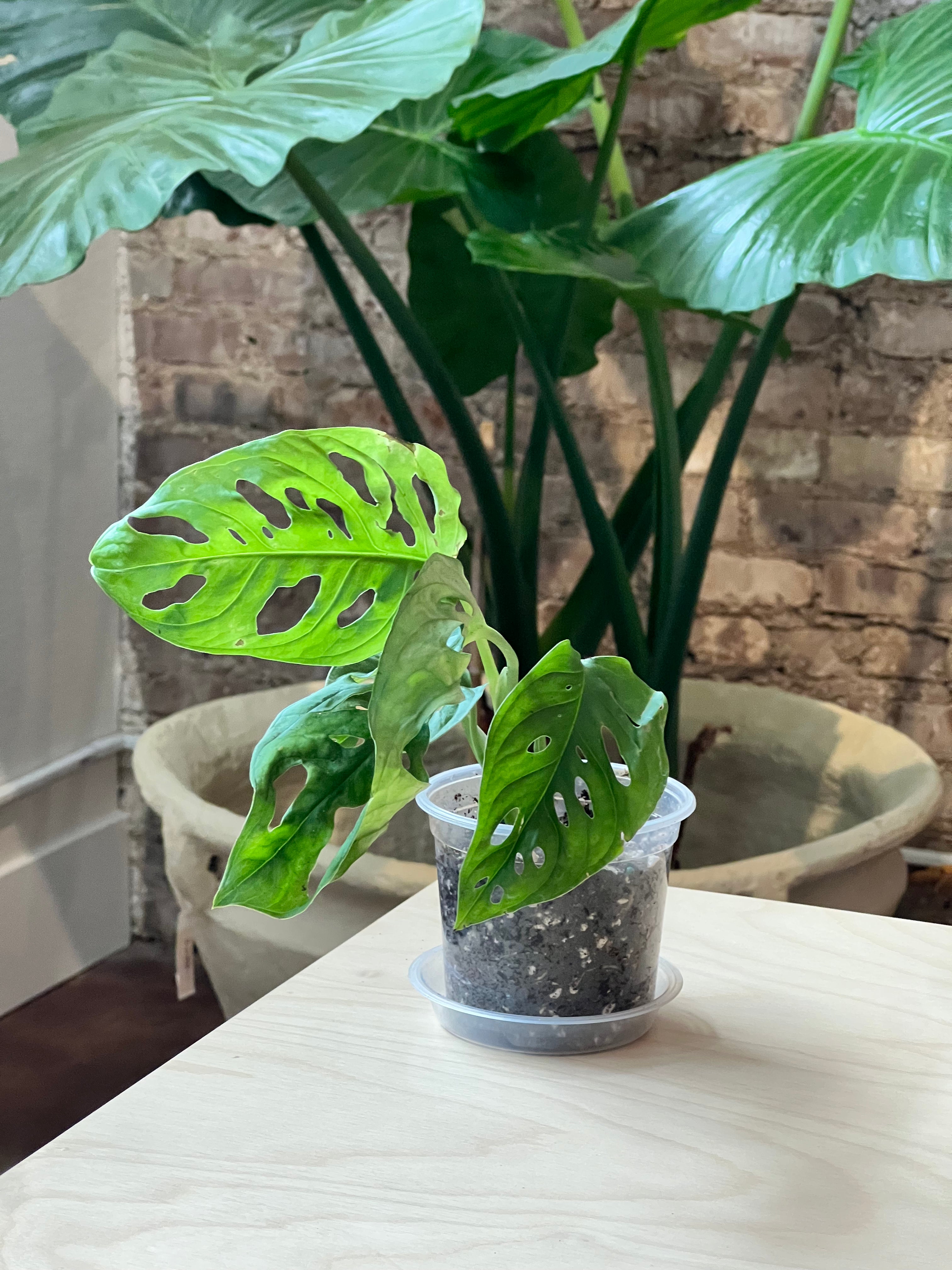 monstera adansonii different forms 4" Monstera Adansonii 'Swiss Cheese' Wide Form – Curated Furniture and Decor