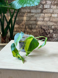 4" Philodendron 'Brasil'