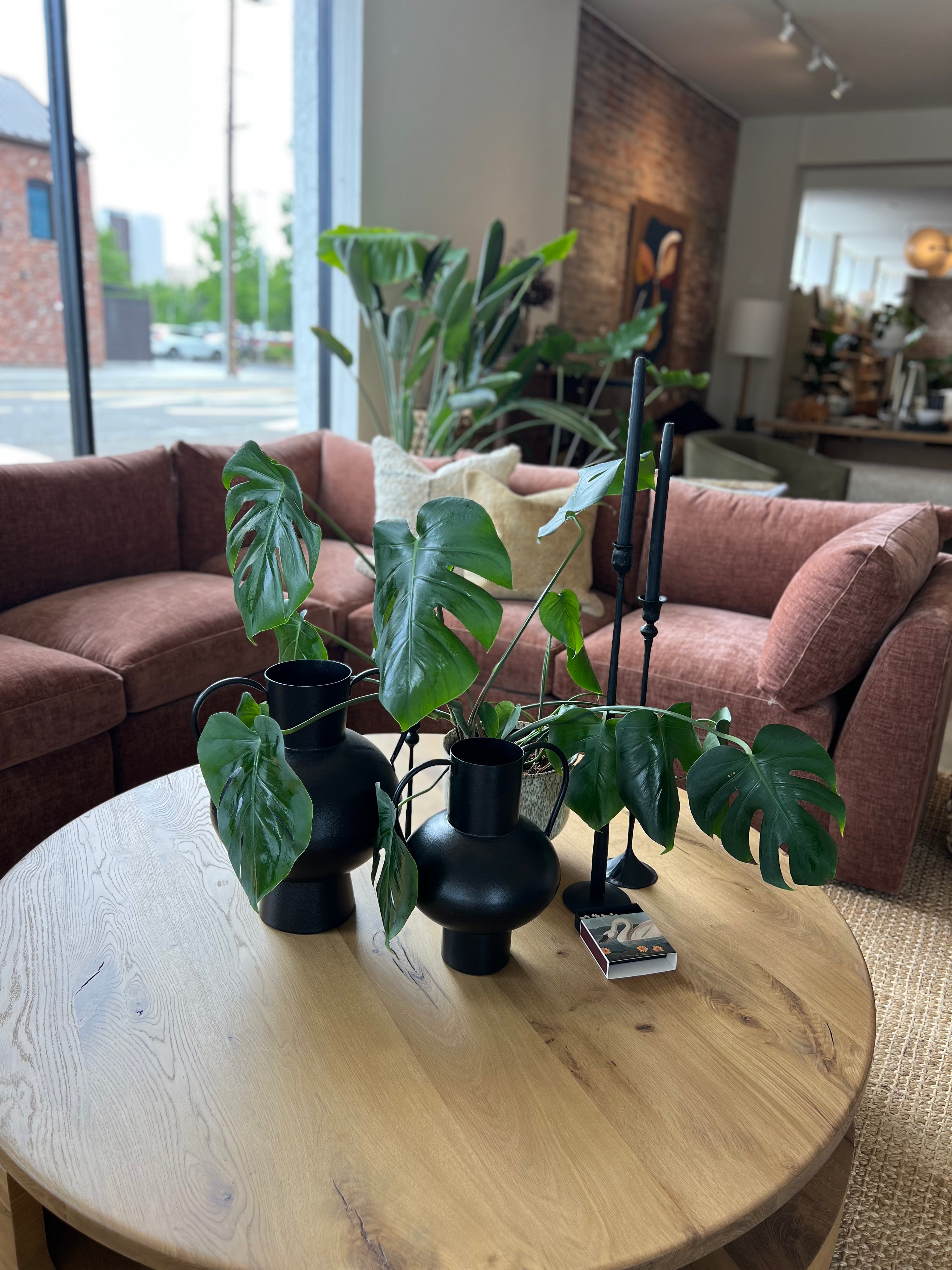 8" Monstera Deliciosa