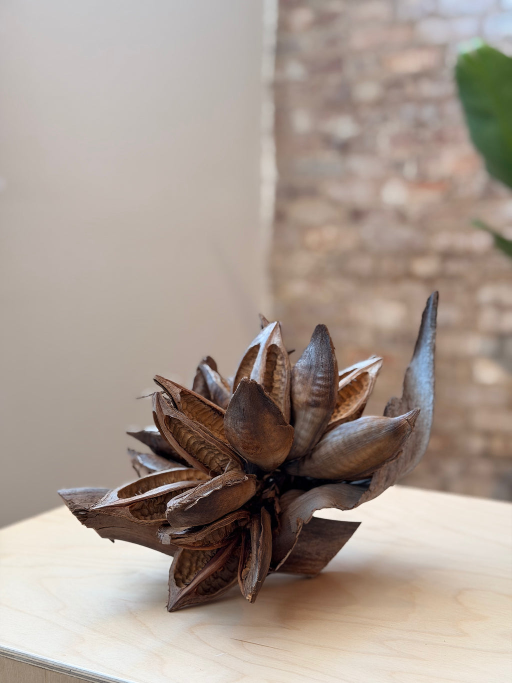 Natural Sororoca Seed Pod