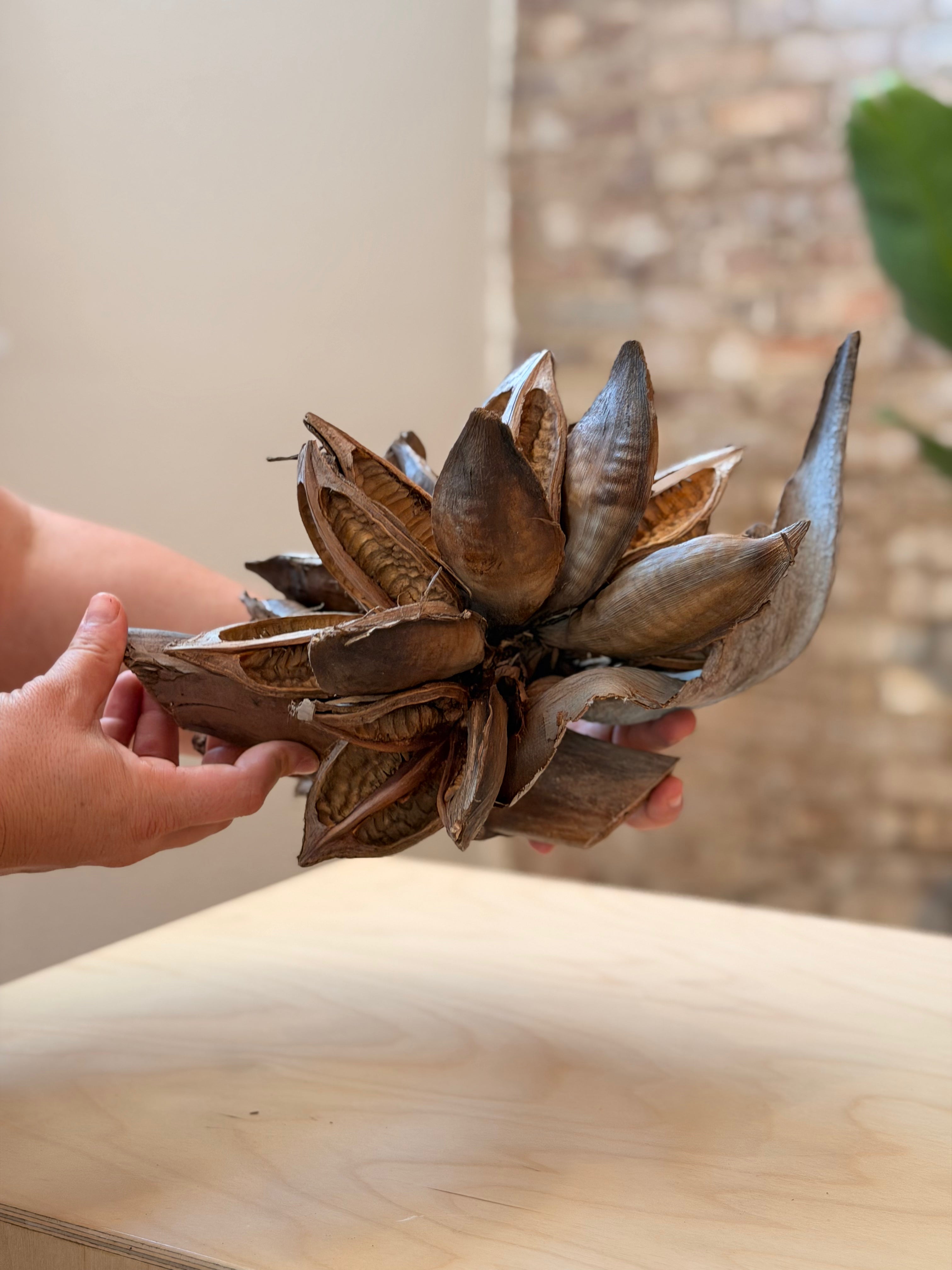 Natural Sororoca Seed Pod