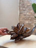 Natural Sororoca Seed Pod