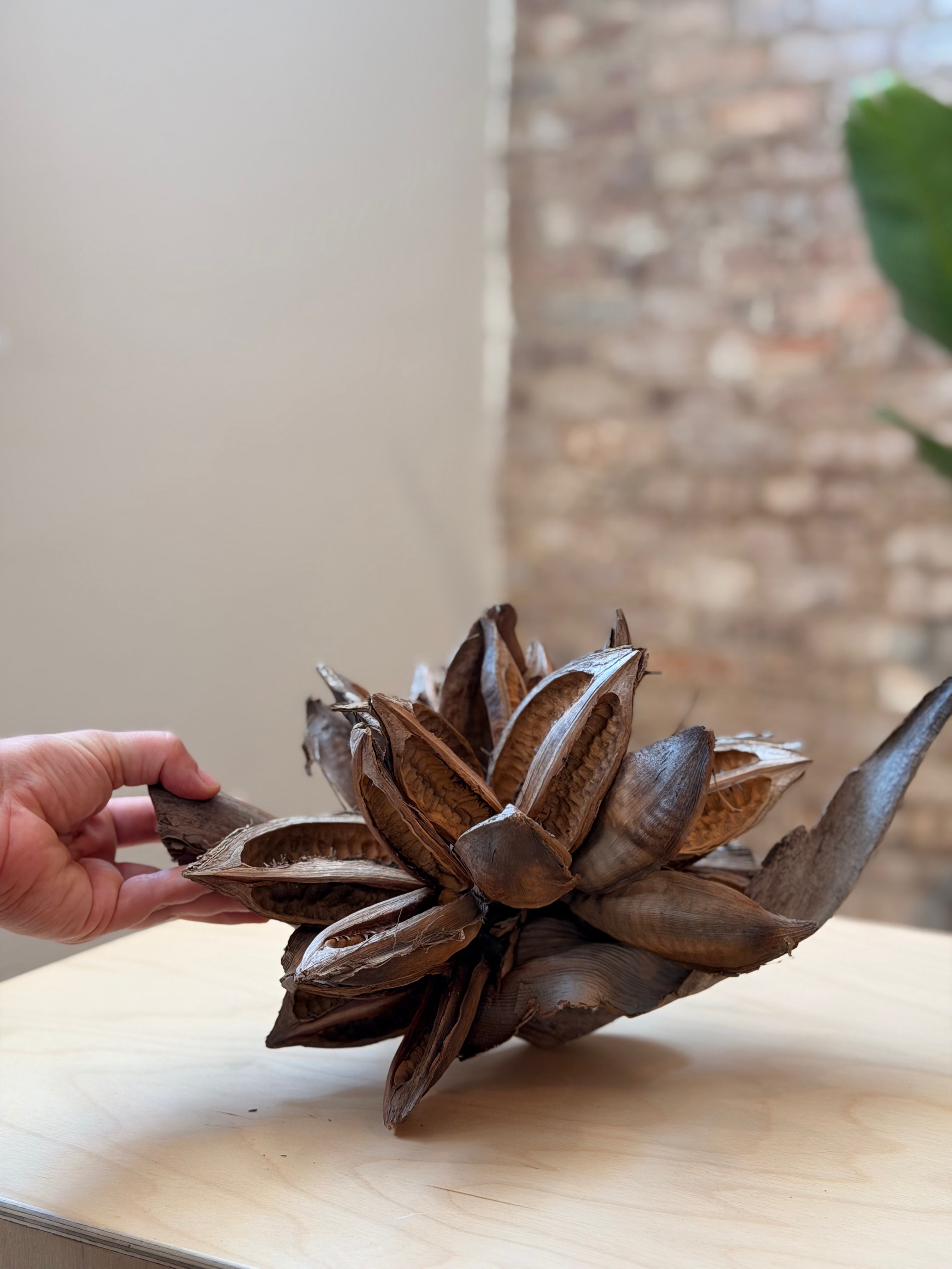 Natural Sororoca Seed Pod
