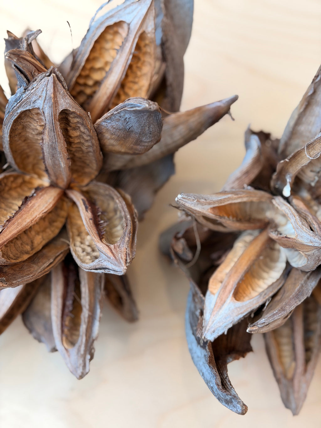 Natural Sororoca Seed Pod