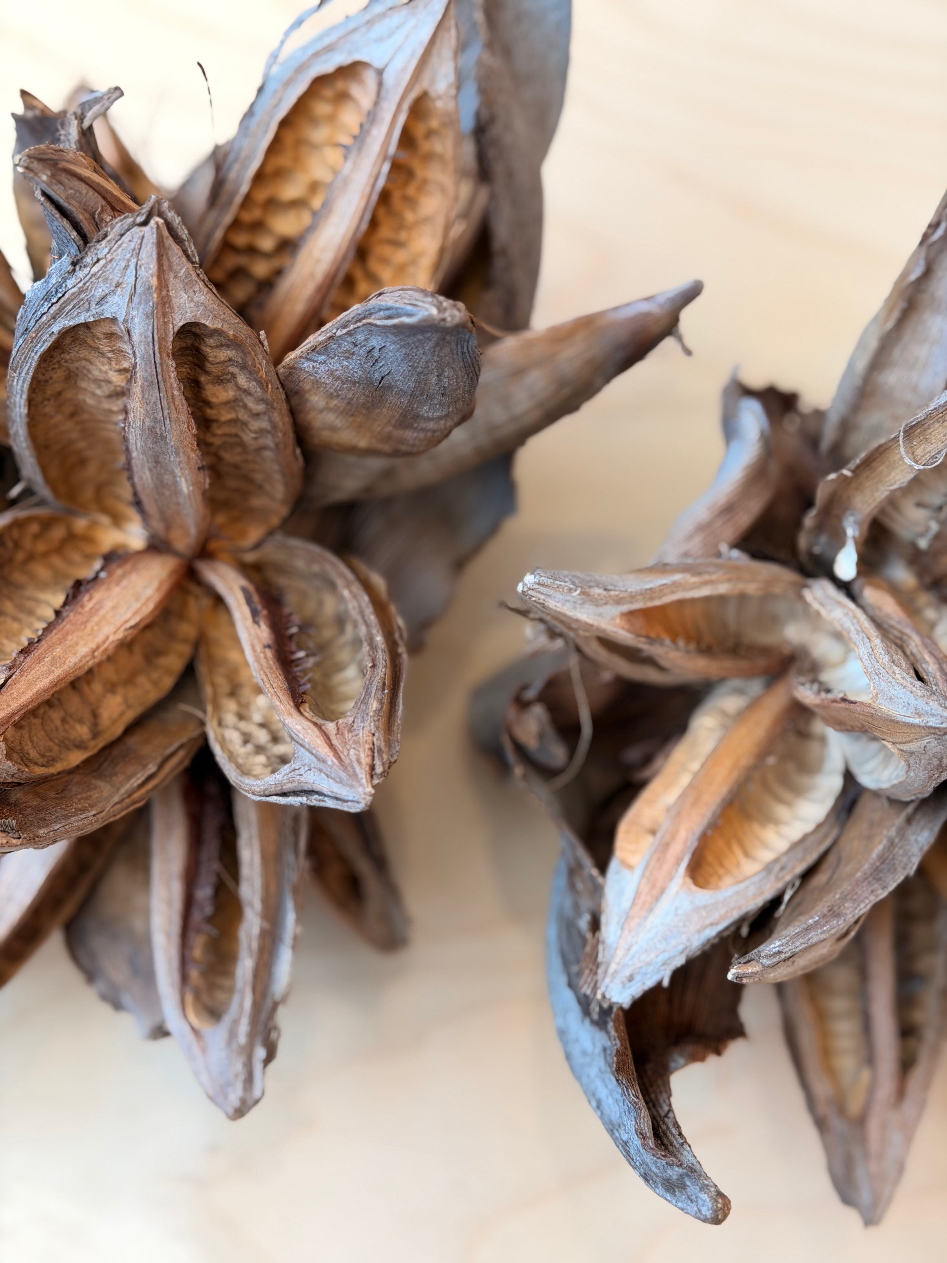 Natural Sororoca Seed Pod