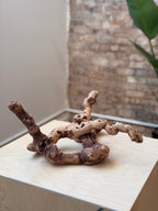 A natural driftwood branch arrangement with gnarled, twisted roots displayed on a light wood pedestal in an indoor setting with a brick wall and green plant leaves in the background.