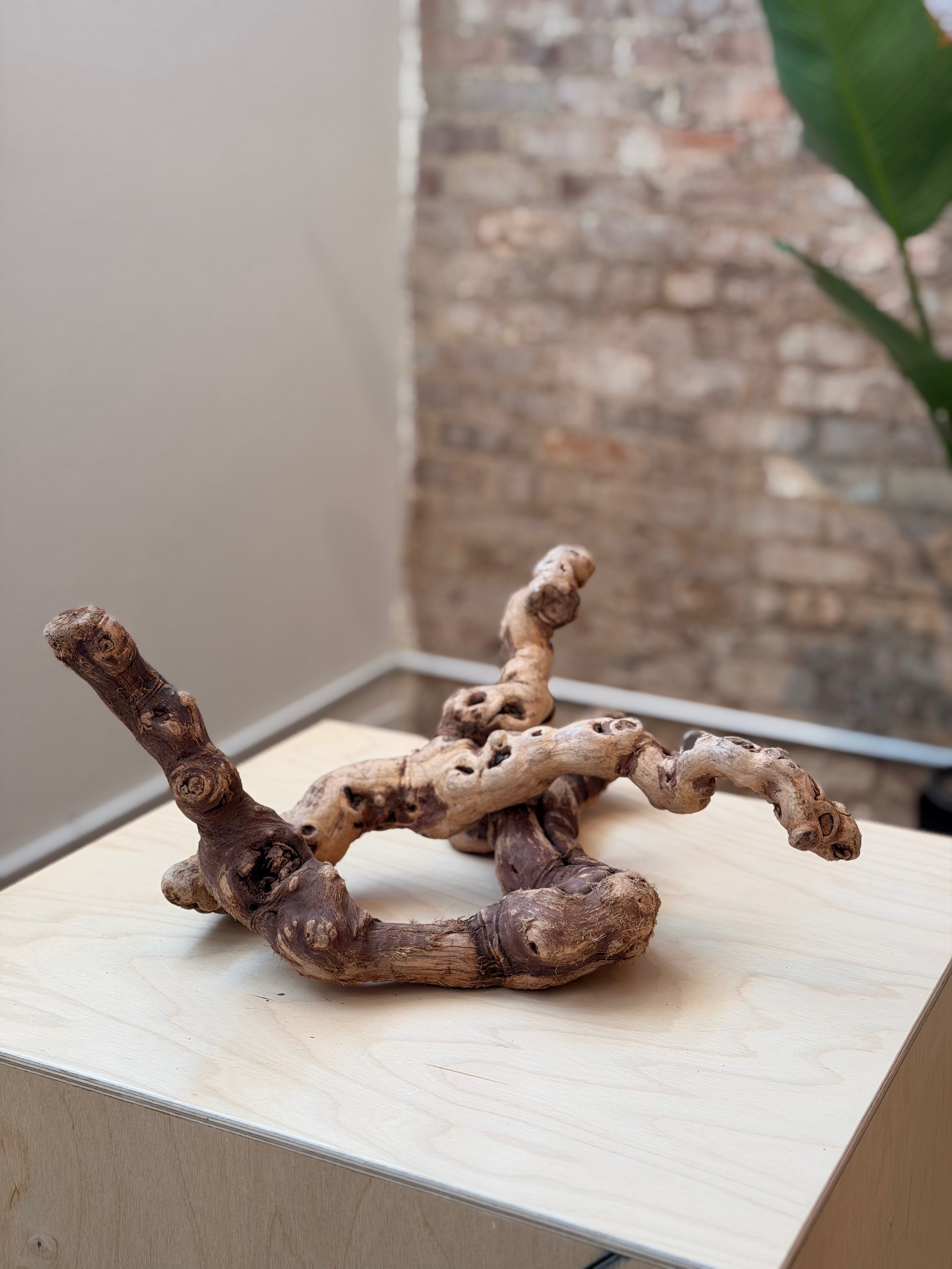 A natural driftwood branch arrangement with gnarled, twisted roots displayed on a light wood pedestal in an indoor setting with a brick wall and green plant leaves in the background.