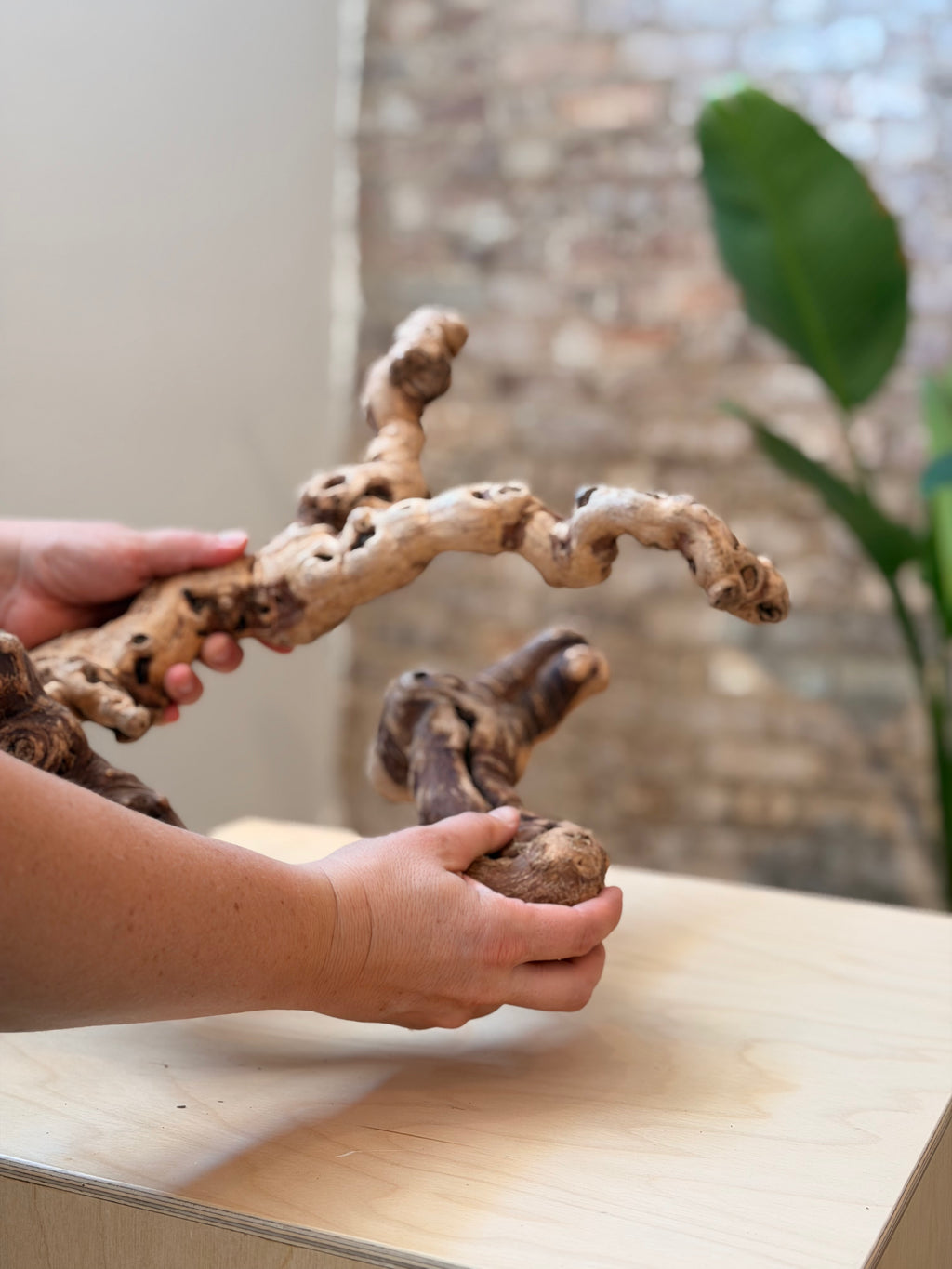 A person's hands holding two natural driftwood pieces over a light wood table, with a blurred indoor background featuring a brick wall and a green plant.