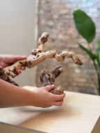 A person's hands holding two natural driftwood pieces over a light wood table, with a blurred indoor background featuring a brick wall and a green plant.