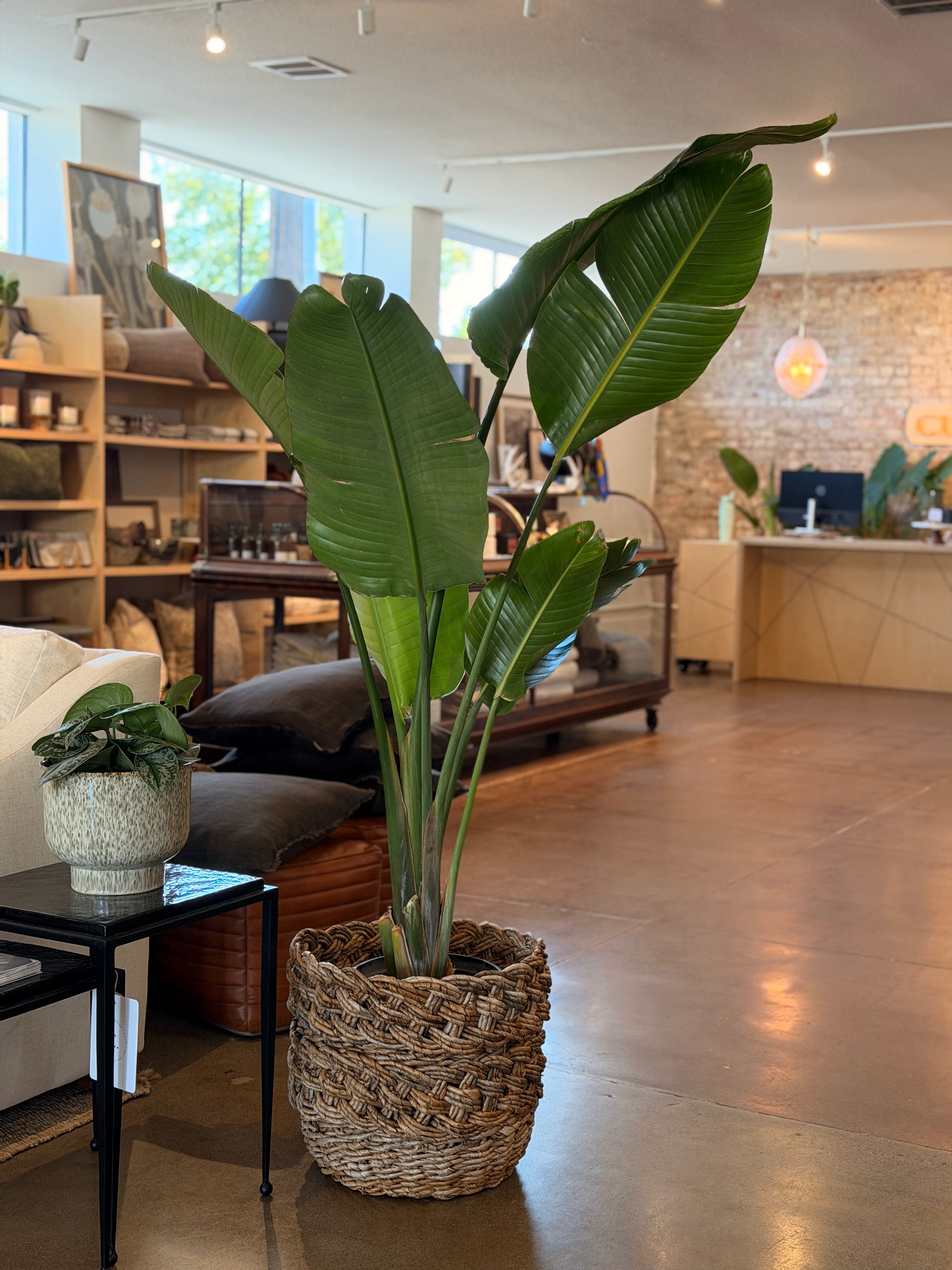 Bird of Paradise (Strelitzia nicolai) – 5 Gallon