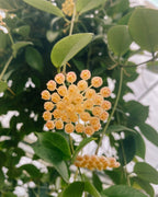 4" Hoya 'Sunrise'
