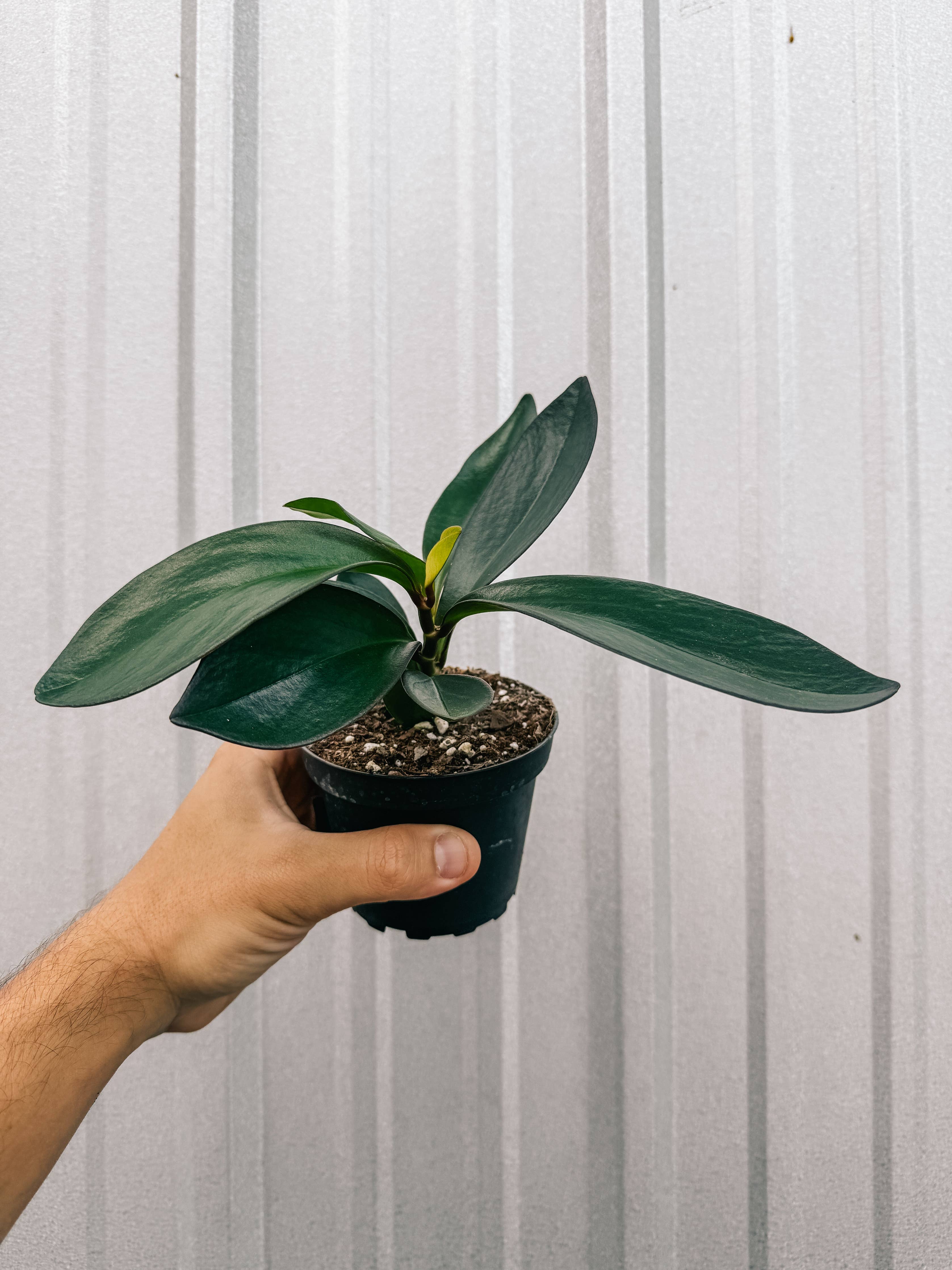 4" Peperomia 'Red Edge'