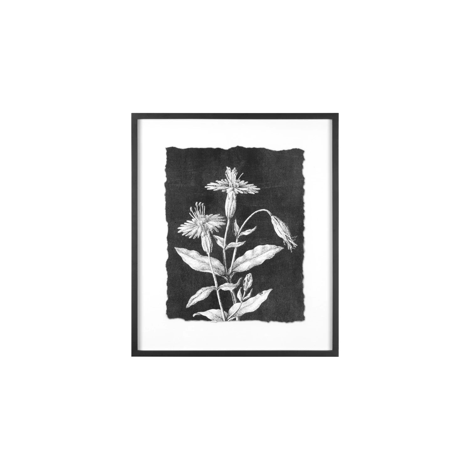 Botanical Wall Art
