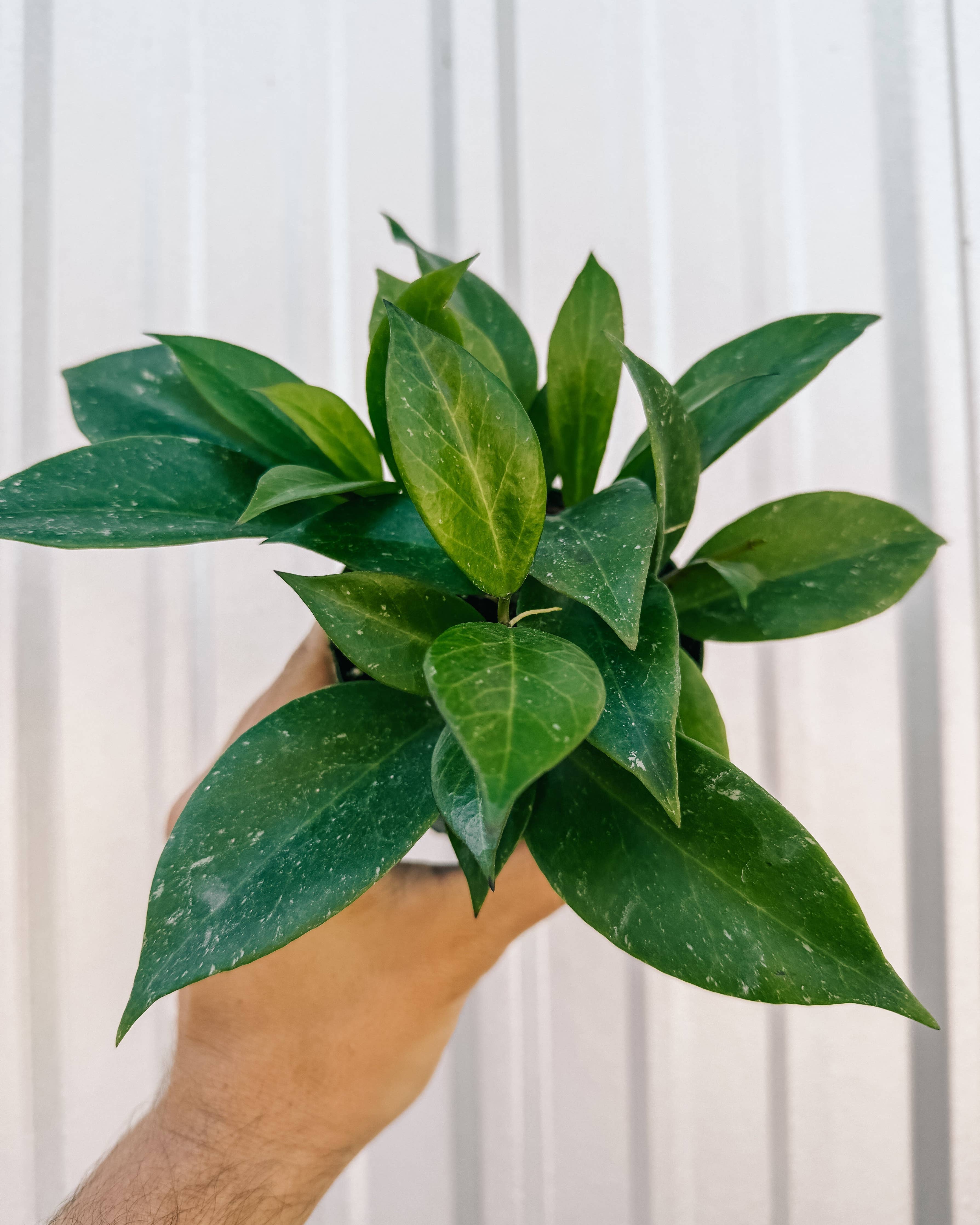 4" Hoya 'Sunrise'