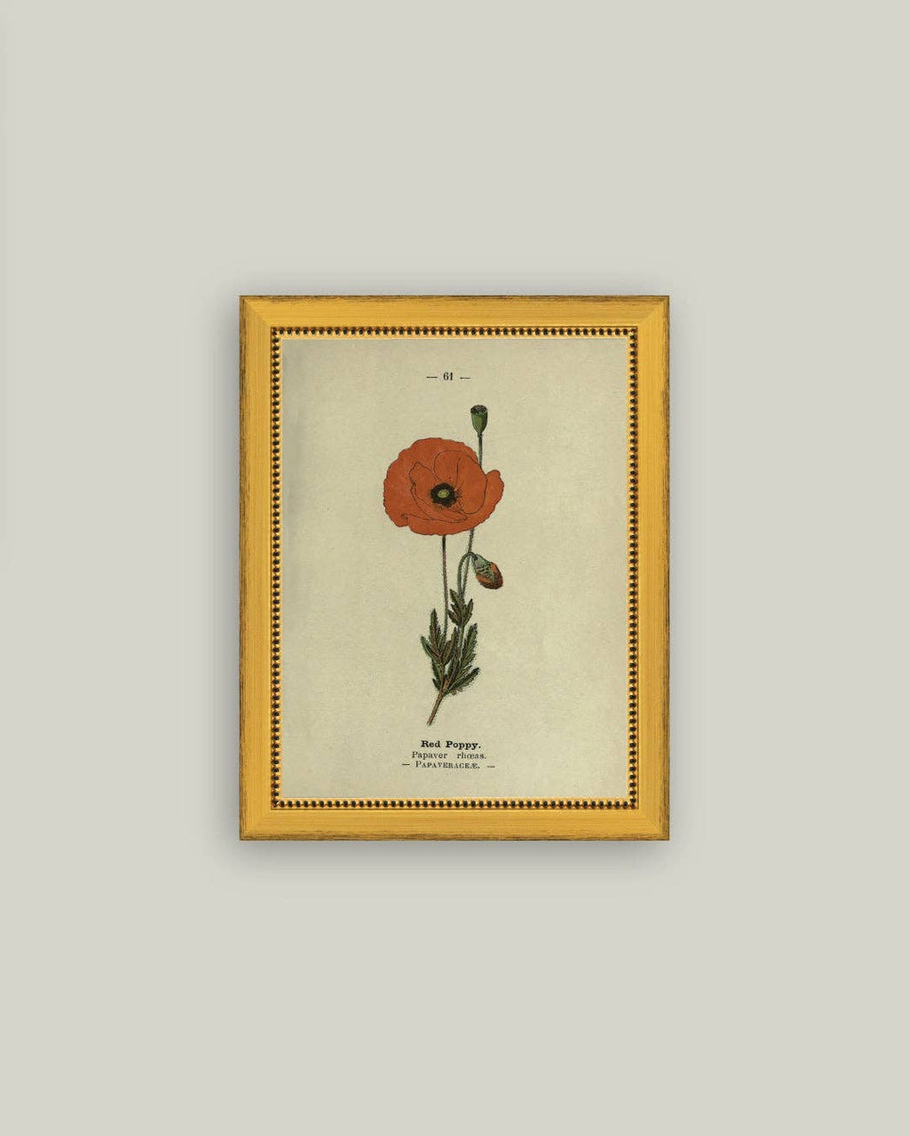 Red Poppy Framed Antique Art