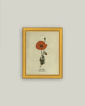 Red Poppy Framed Antique Art