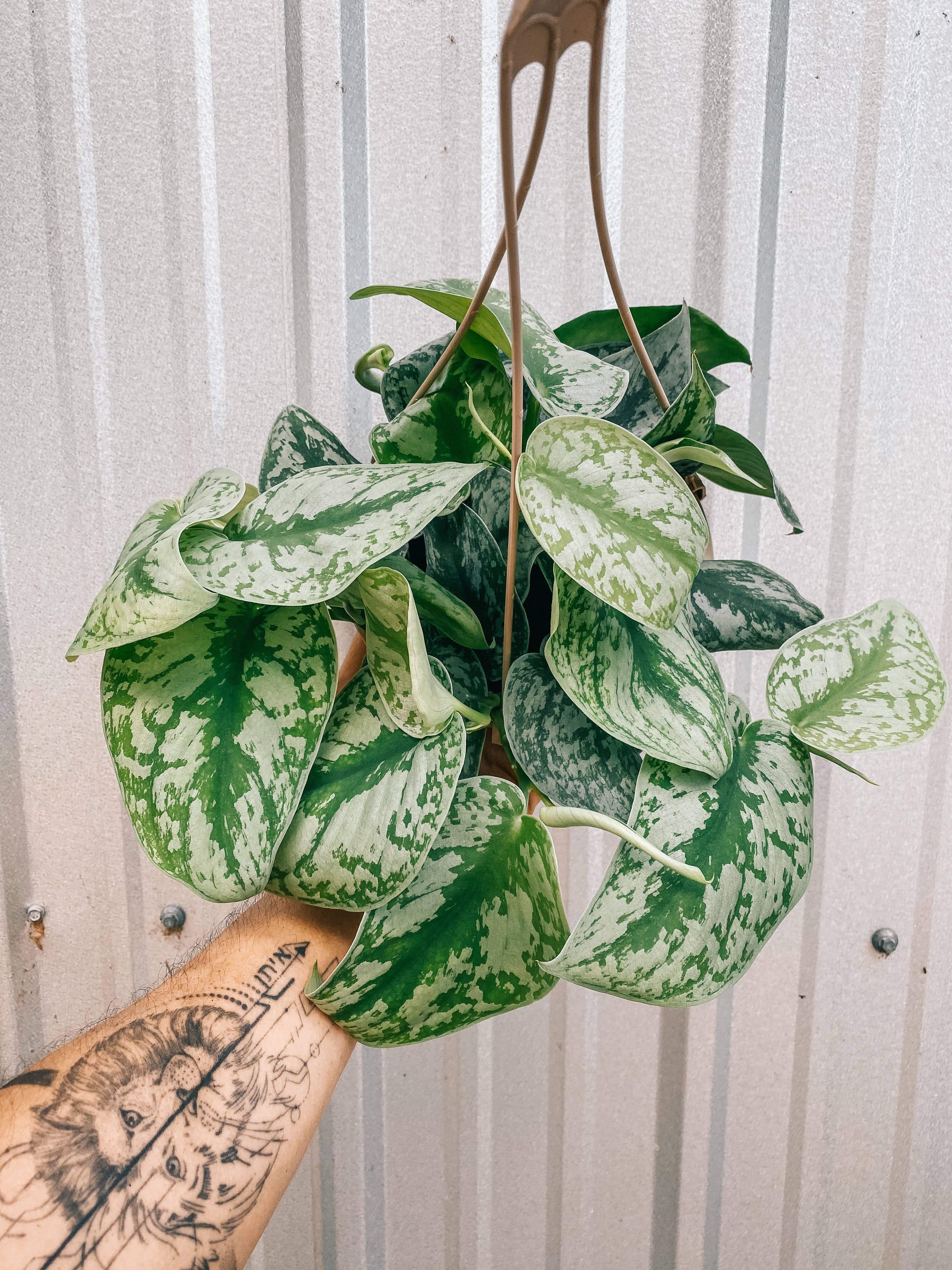 7" Scindapsus 'Pictus Exotica'