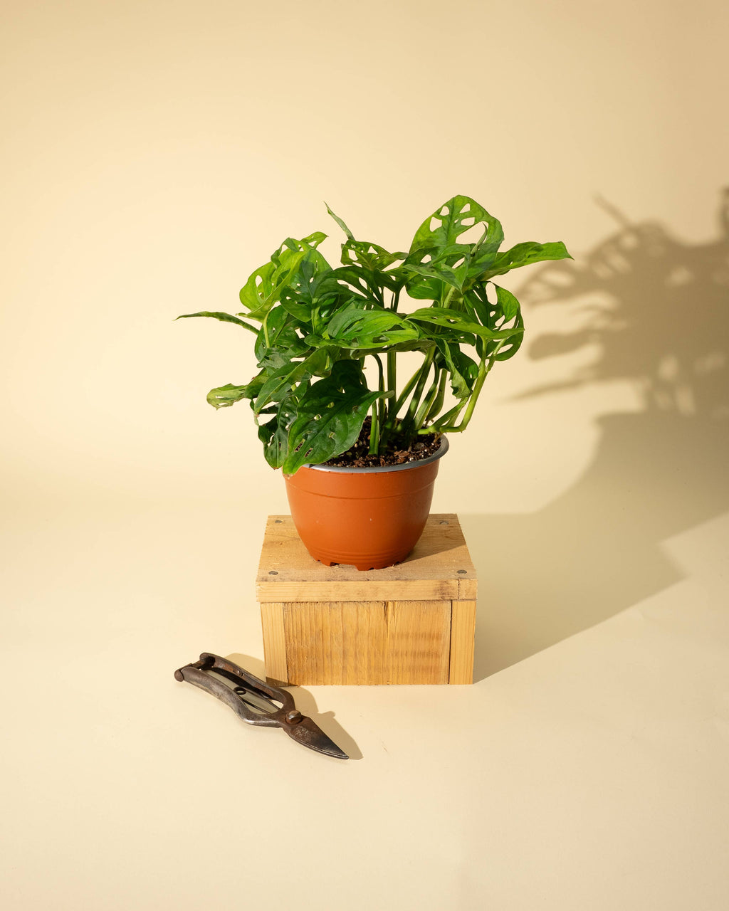 7" Monstera Adansonii 'Swiss Cheese' Wide Form