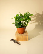 7" Monstera Adansonii 'Swiss Cheese' Wide Form