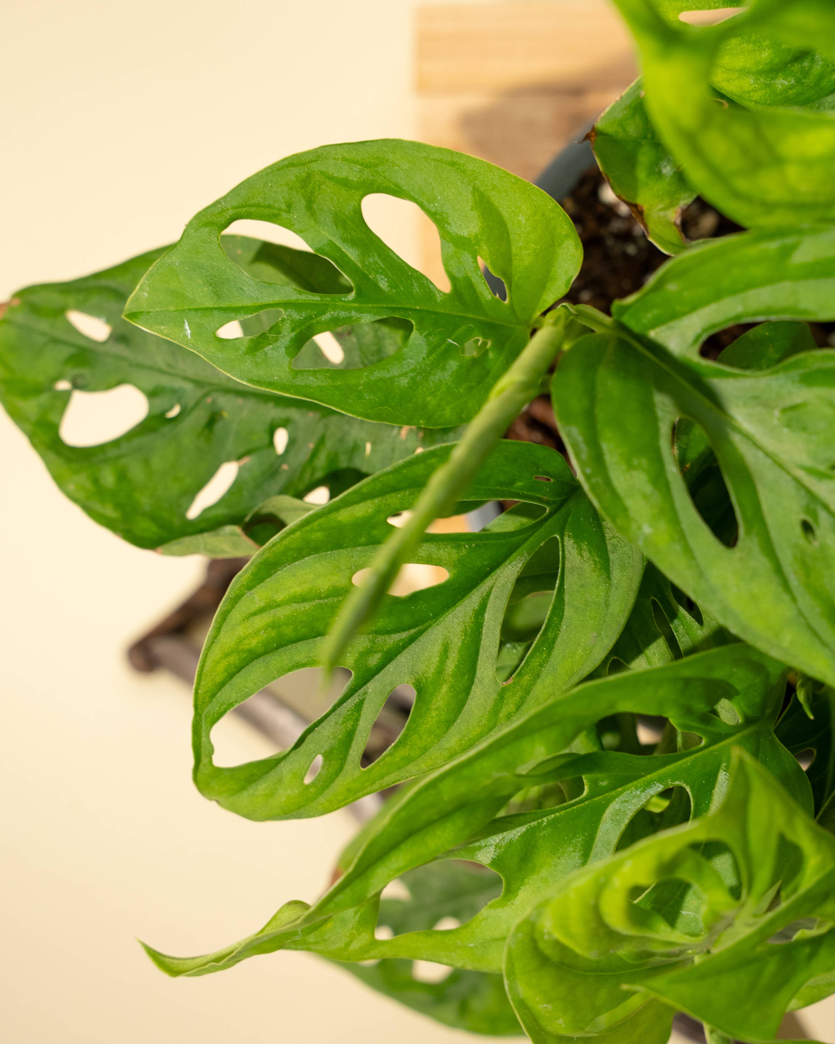 7" Monstera Adansonii 'Swiss Cheese' Wide Form