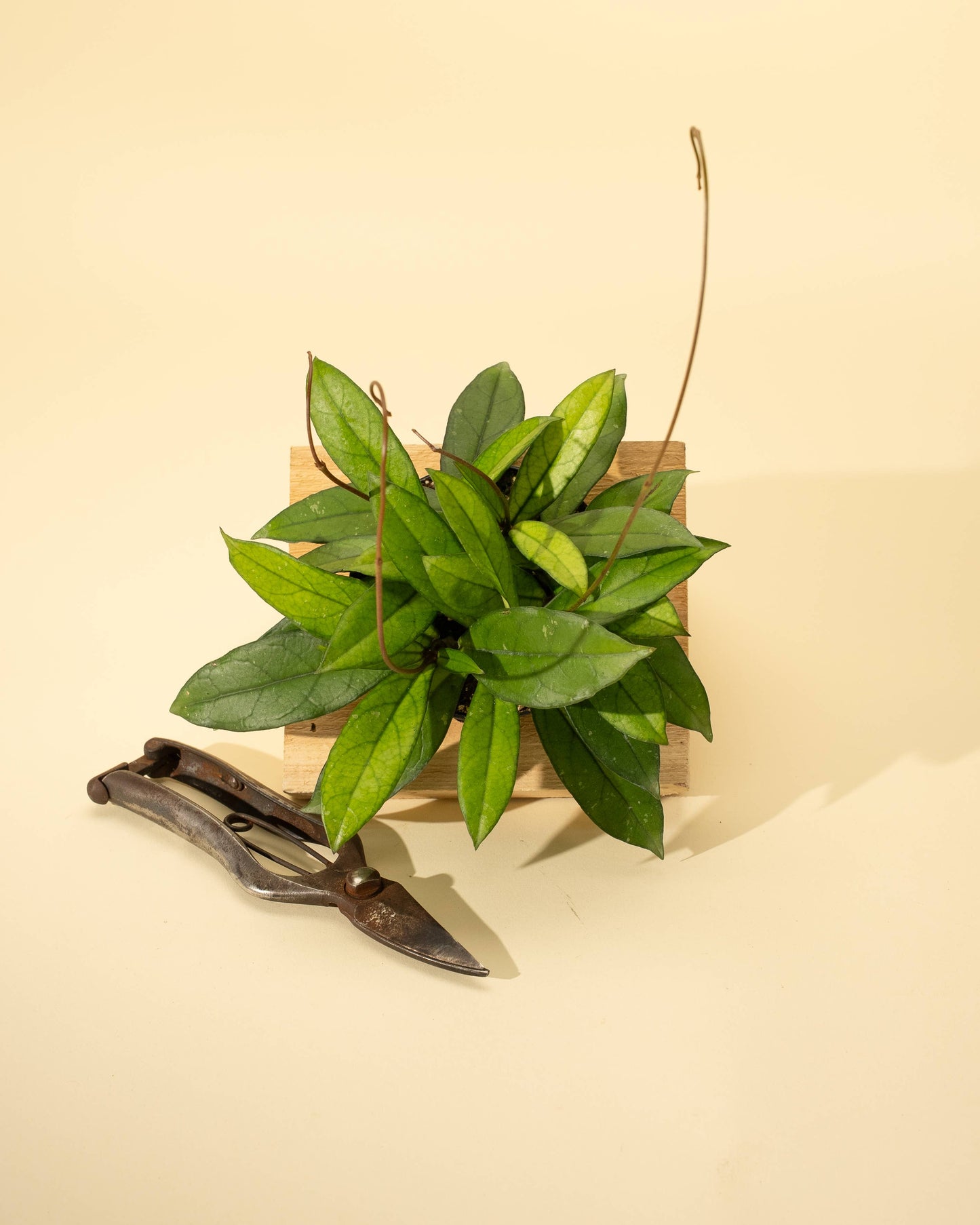 4" Hoya 'Crassipetiolata'