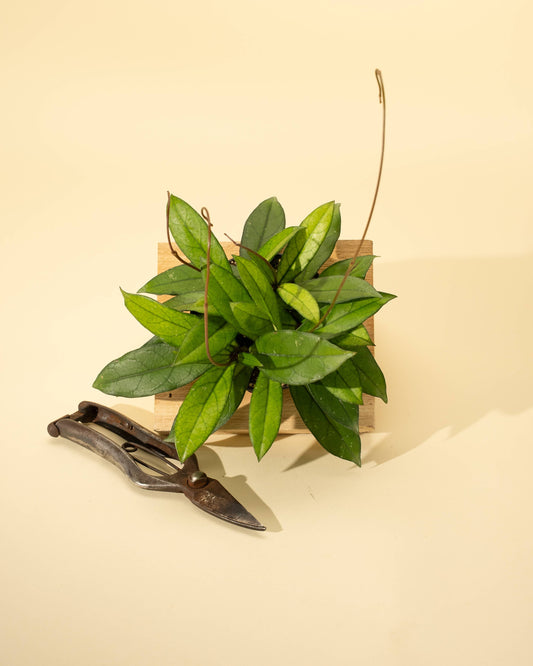 4" Hoya 'Crassipetiolata'