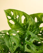 7" Monstera Adansonii 'Swiss Cheese' Wide Form