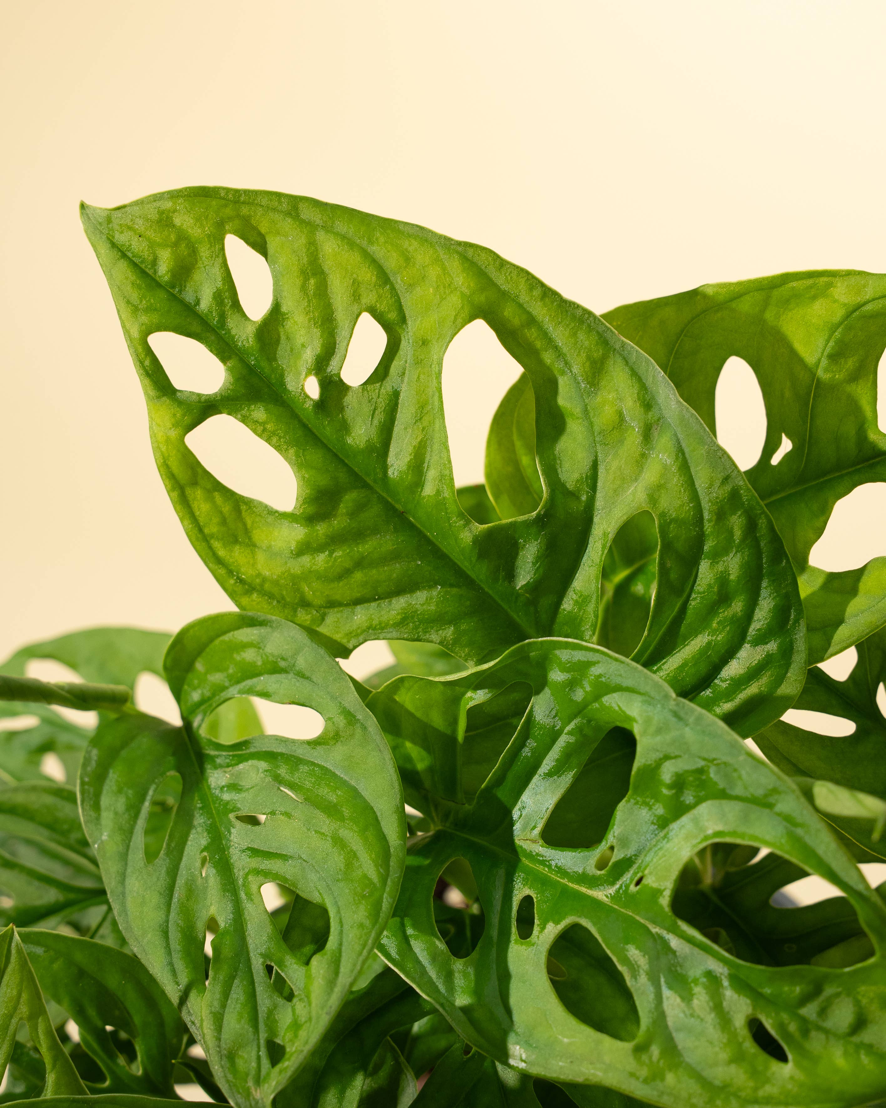 7" Monstera Adansonii 'Swiss Cheese' Wide Form