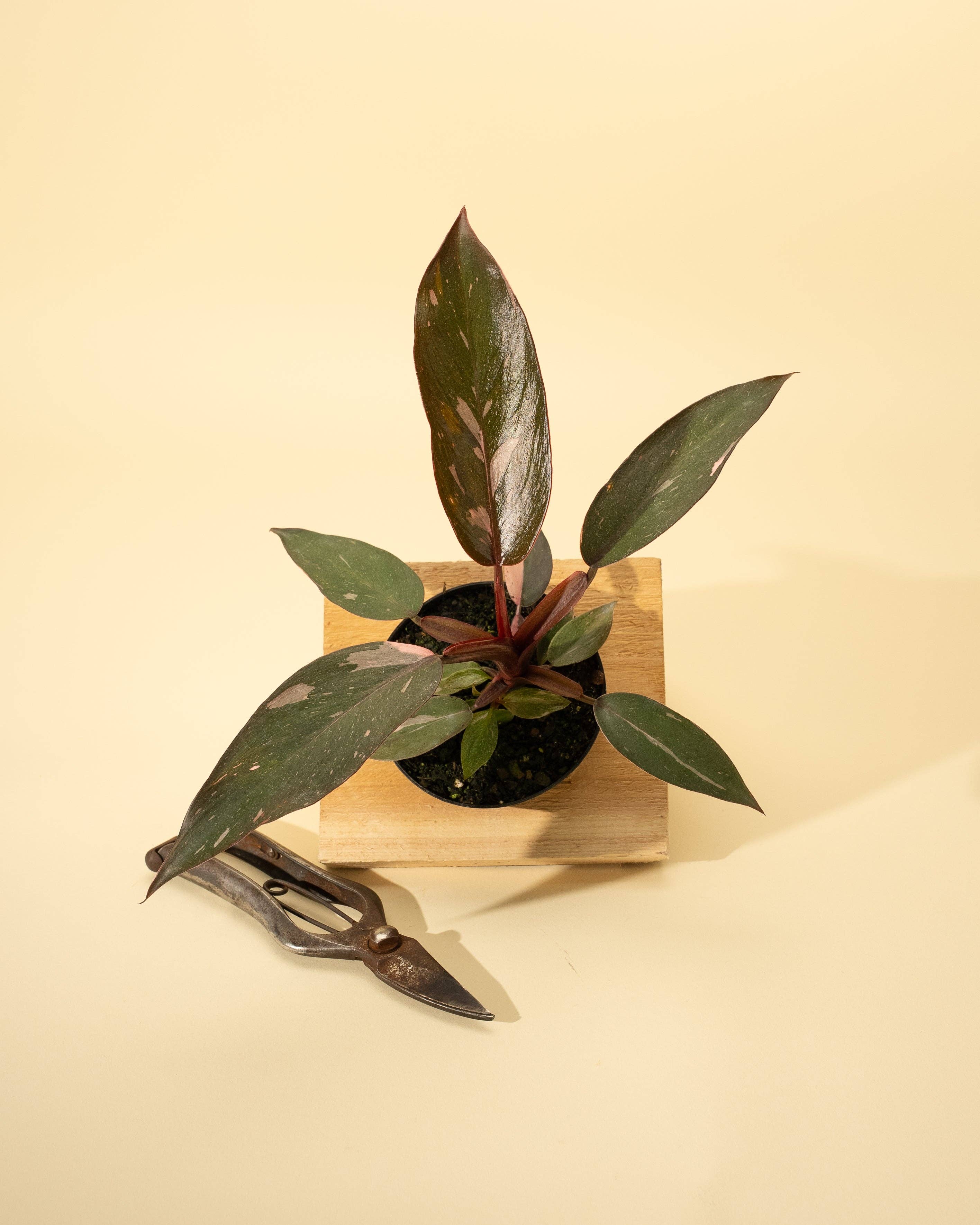 4" Philodendron 'Pink Princess'