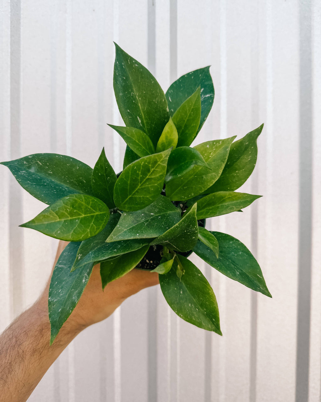 4" Hoya 'Sunrise'