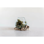 Glass Planter/Vase on Natural Wood Base - Small