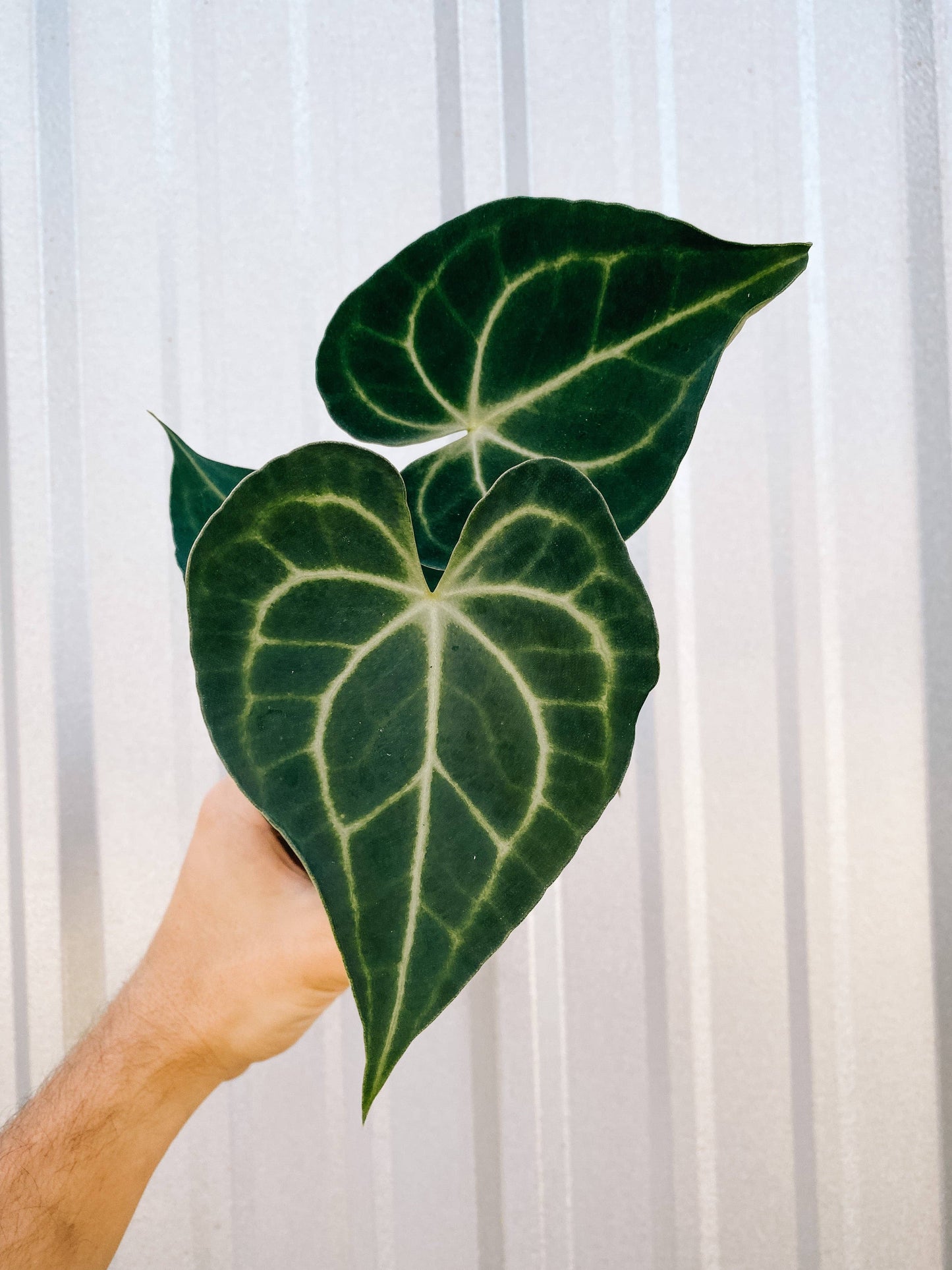 4" Anthurium 'Clarinervium'