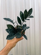 4" Zamioculcas Zamiifolia 'Black Queen'