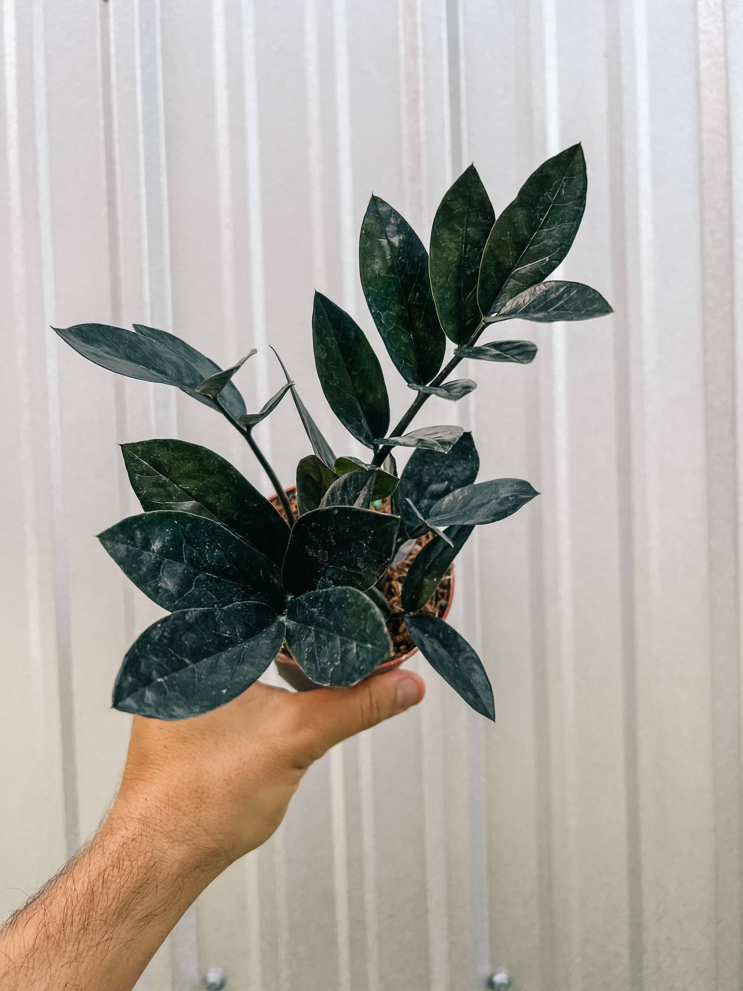 4" Zamioculcas Zamiifolia 'Black Queen'