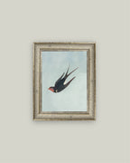 Swallow Boraston