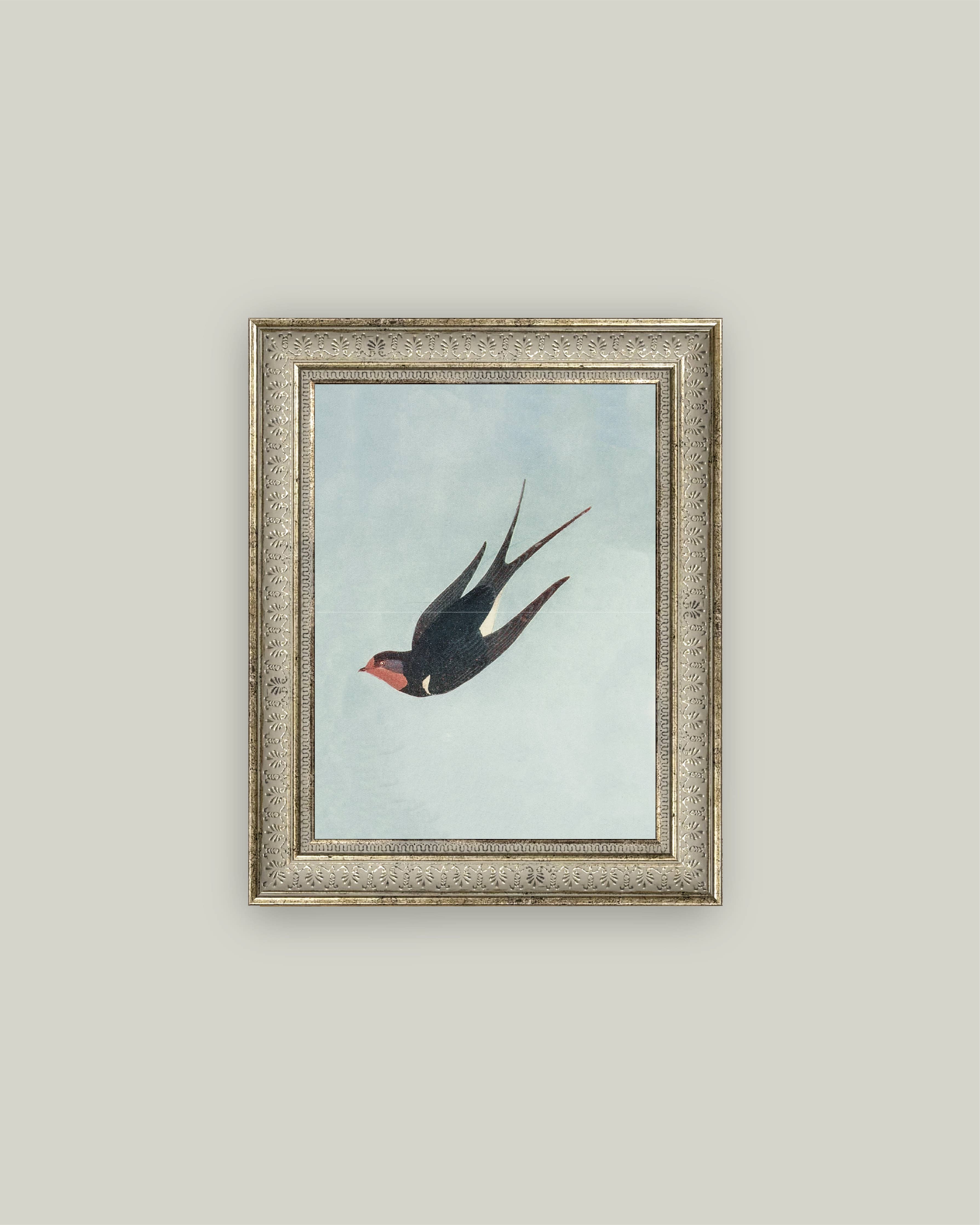 Swallow Boraston