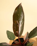 4" Philodendron 'Pink Princess'