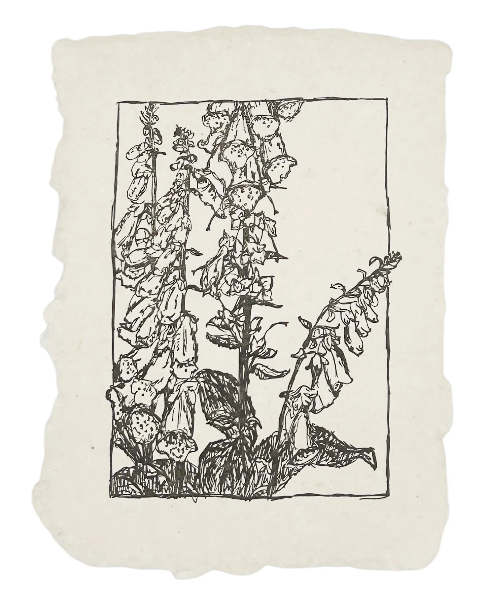 Foxglove Art Print