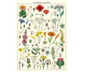 Cavallini & Co. Wrap - Wildflower Specimens