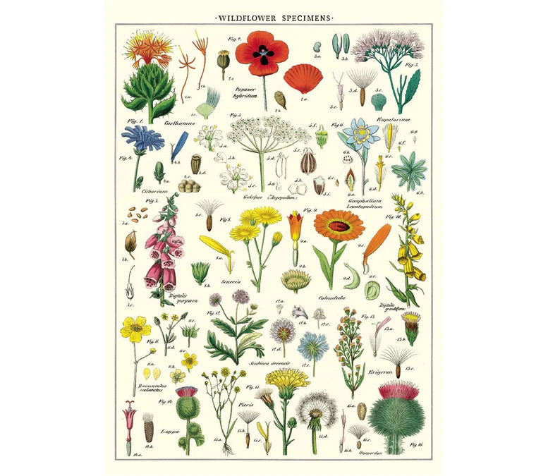 Cavallini & Co. Wrap - Wildflower Specimens