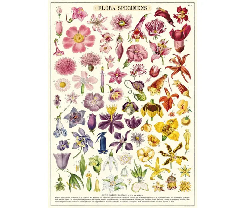 Cavallini & Co. Wrap - Flora Specimens