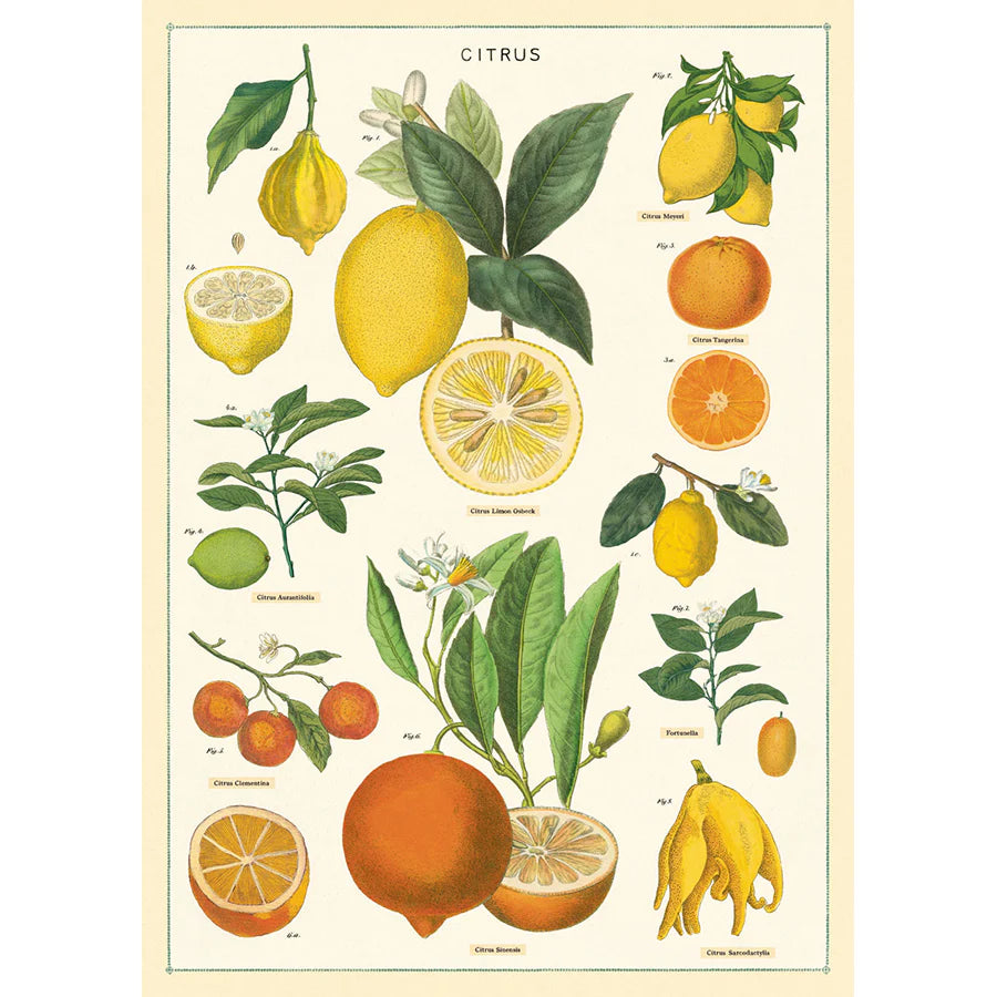Cavallini & Co. Wrap - Citrus