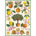 Cavallini & Co. Wrap - L'Orangerie